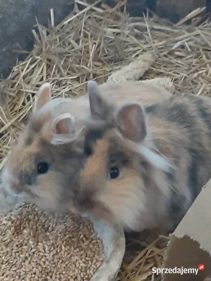 Króliki Lwie głowy Zgierz