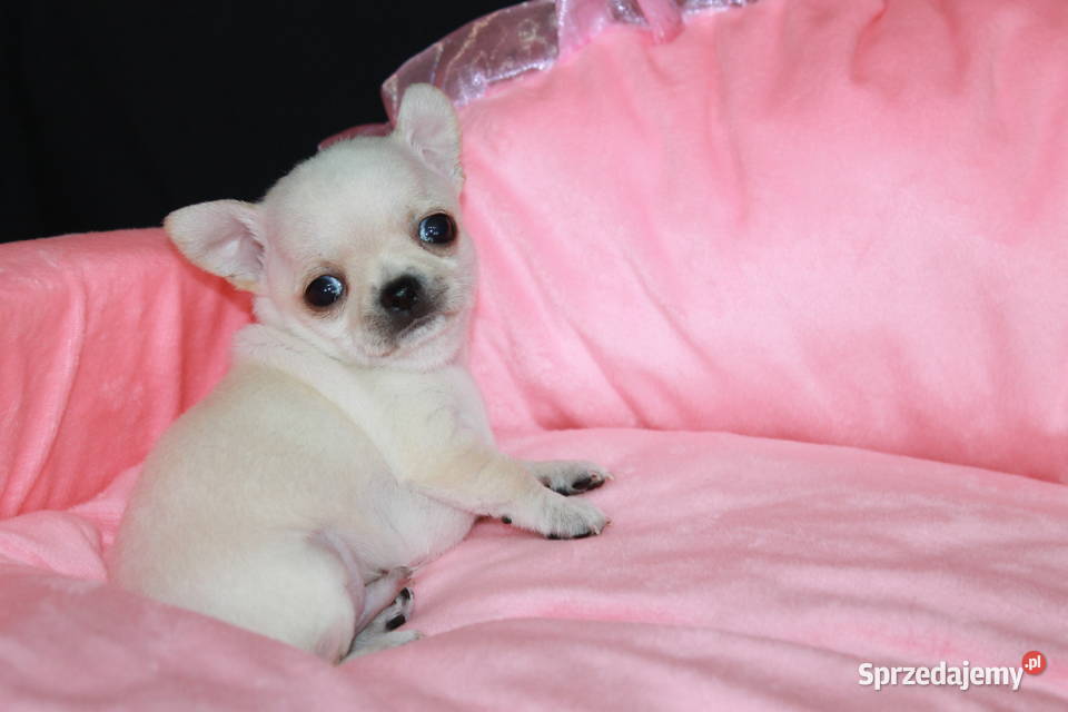 Chihuahua mini kremowy chłopiec ZKwP FCI Świnoujście