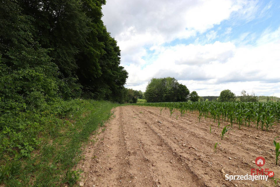 Grunt 9000m2 Rożyńsk Wielki
