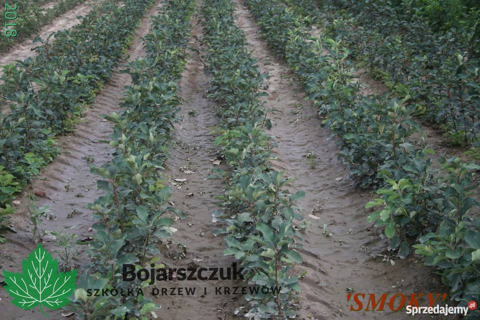 Sadzonki ŚWIDOŚLIWY olcholistnej Smoky 2019 goły lubelskie Stary Pożóg