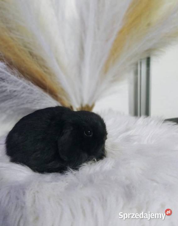 Mini lop karzełek Teddy lewek mini rex króliki Krosno