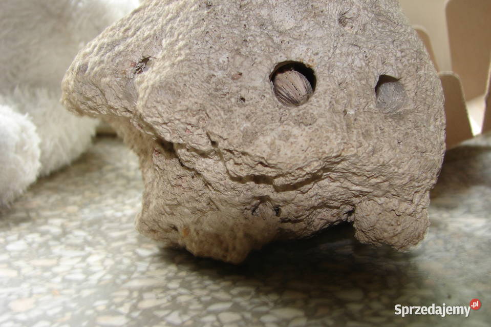 element rafy koralowej