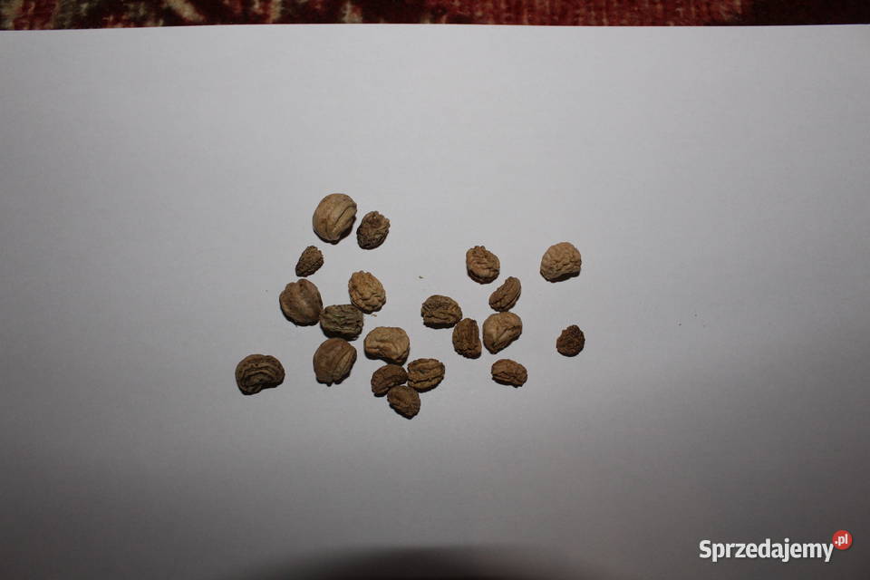 Nasturcja niska 20 nasion Rośliny Chorzów