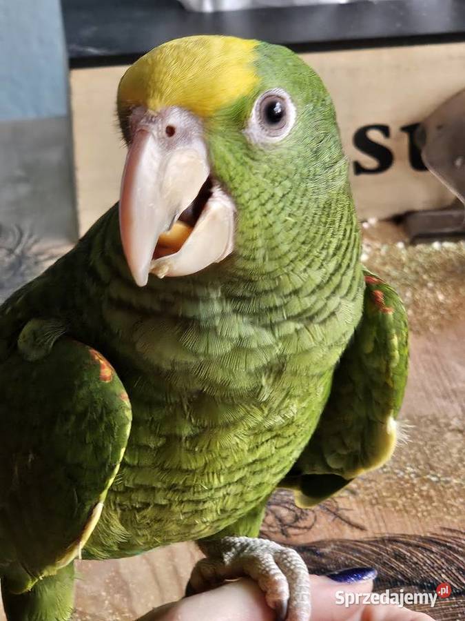 Amazonka żołtogardła śląskie Wodzisław Śląski sprzedam