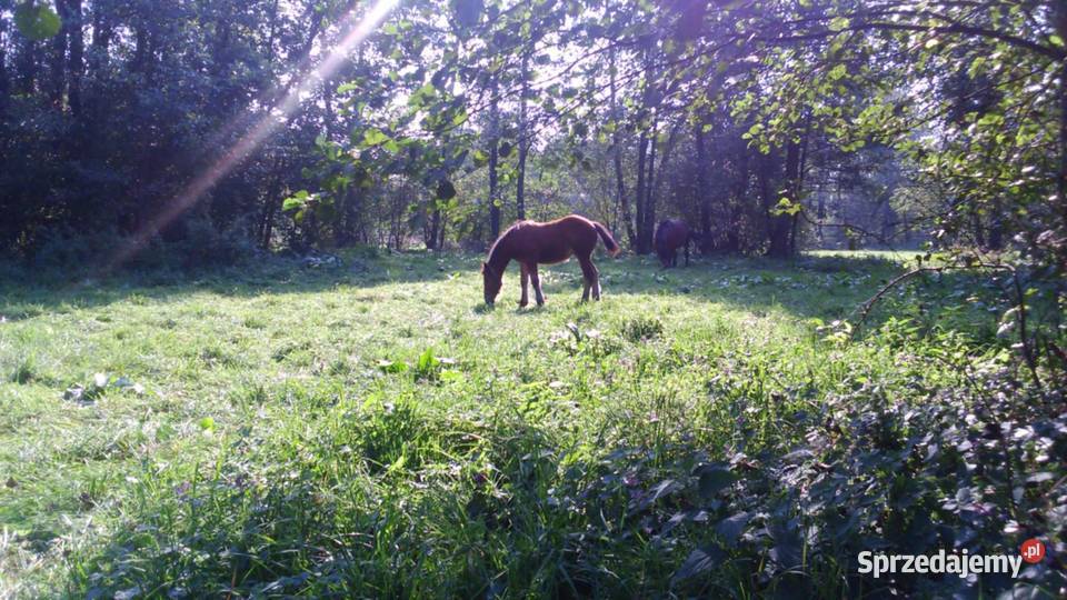 Działka z linią brzegową Wkry Płaciszewo