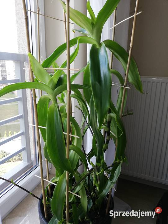 Roślina lecznicza Callisia fragrans Ogród podlaskie sprzedam