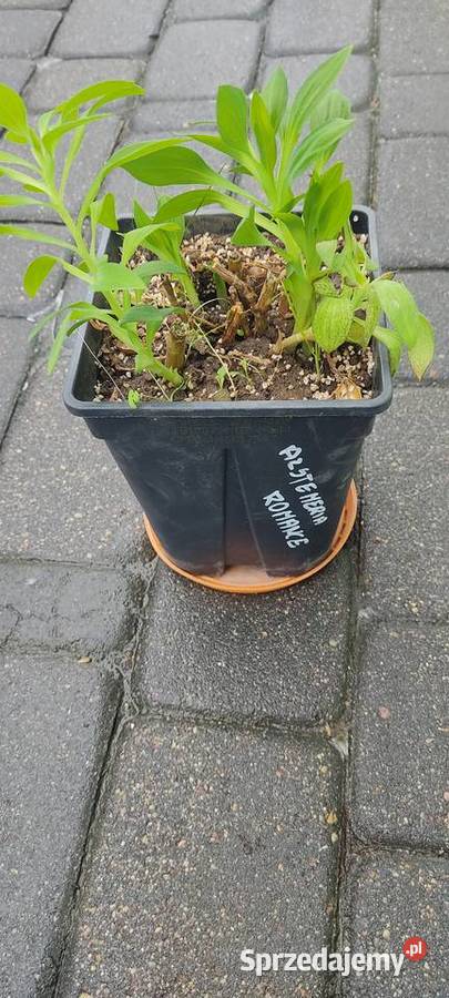 Alstroemeria Inticancha Romance opolskie