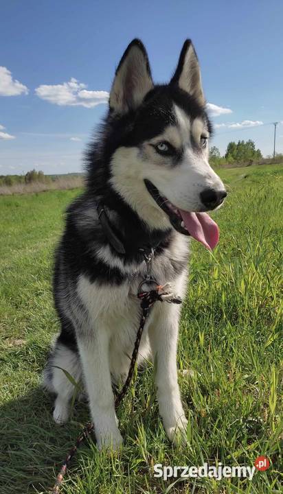 Krycie Husky syberyjski Reproduktor sprzedam