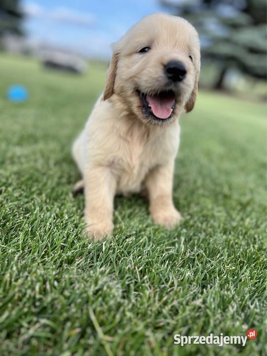 Golden Retriever kremowy samiec do odbioru Radom