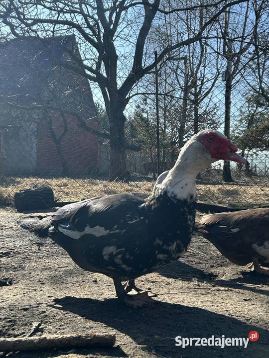Sprzedam kaczora francuskiego zamienię Turkowy