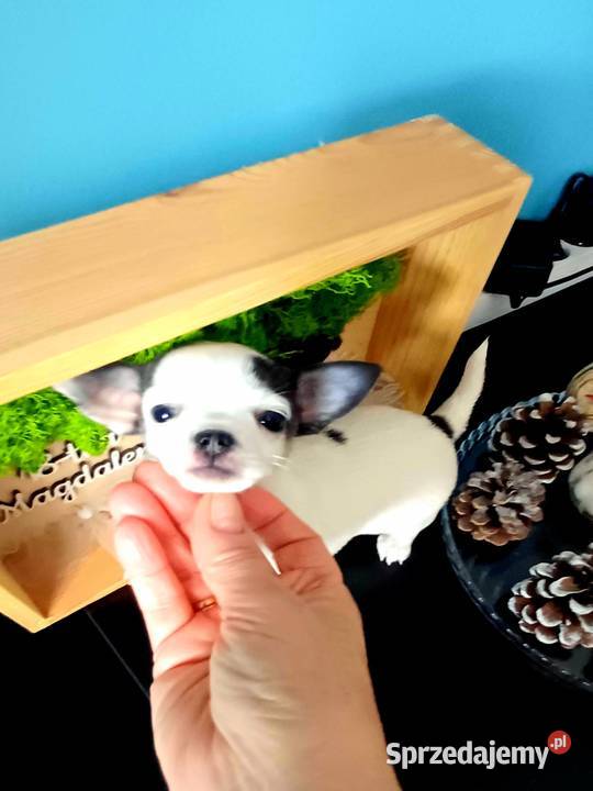 Biała Zjawiskowa Dziewczynka Chihuahua Zgierz sprzedam