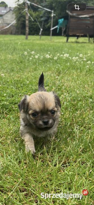 Chihuahua śląskie sprzedam