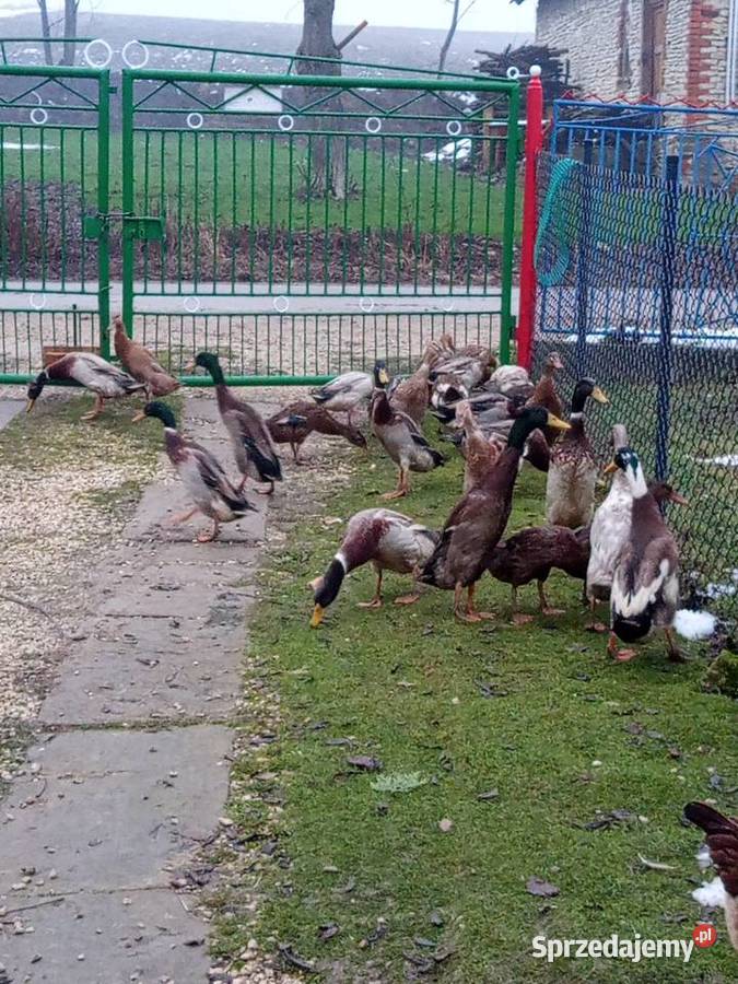 Sprzedam gęsi białe kaczki biegusy 100 do uzg Tomaszów