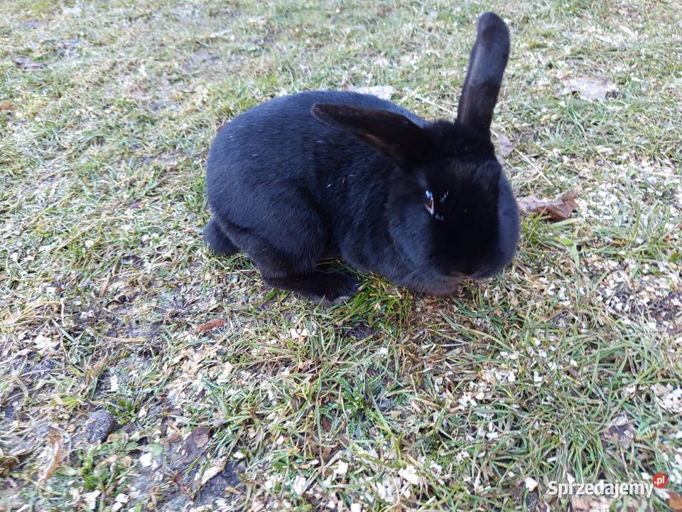 Królik miniaturka baranek Kopyść