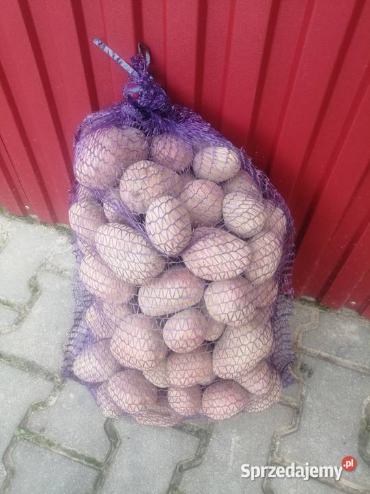 Ziemniaki jadalne czerwone Bellarosa Ornatowice