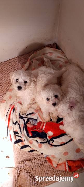 Maltańczyk szczeniak z rodowodem Kołobrzeg sprzedam