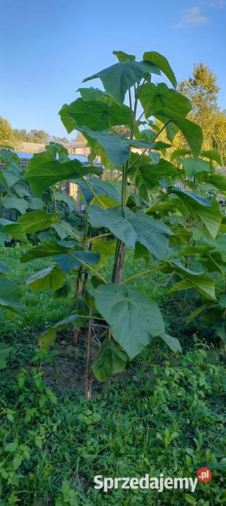 Paulownia Omszona Sadzonki 120180 Drzewo tlenowe Liściaste