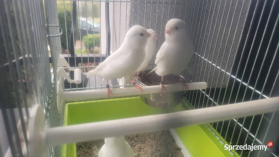 Biale i zolte kanarki małopolskie Wieliczka