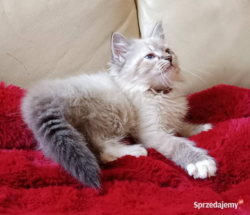 Koty Syberyjskie Neva Masquerade MALIBU Kwilcz