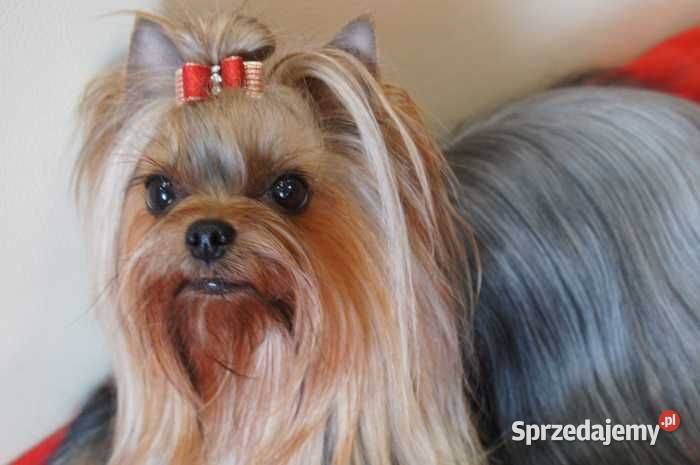 York szczeniaki rodowodowe Championach dolnośląskie Wrocław sprzedam