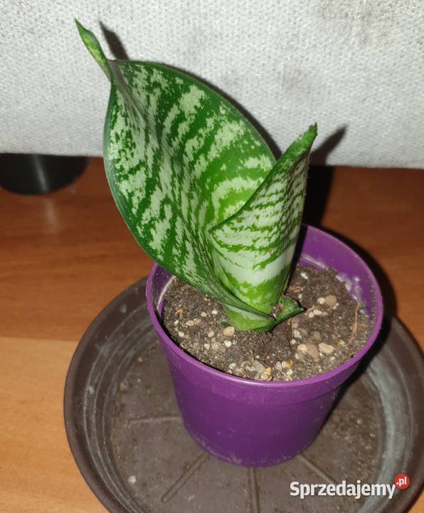 Sansewieria sansa roślina rosnąca Warszawa