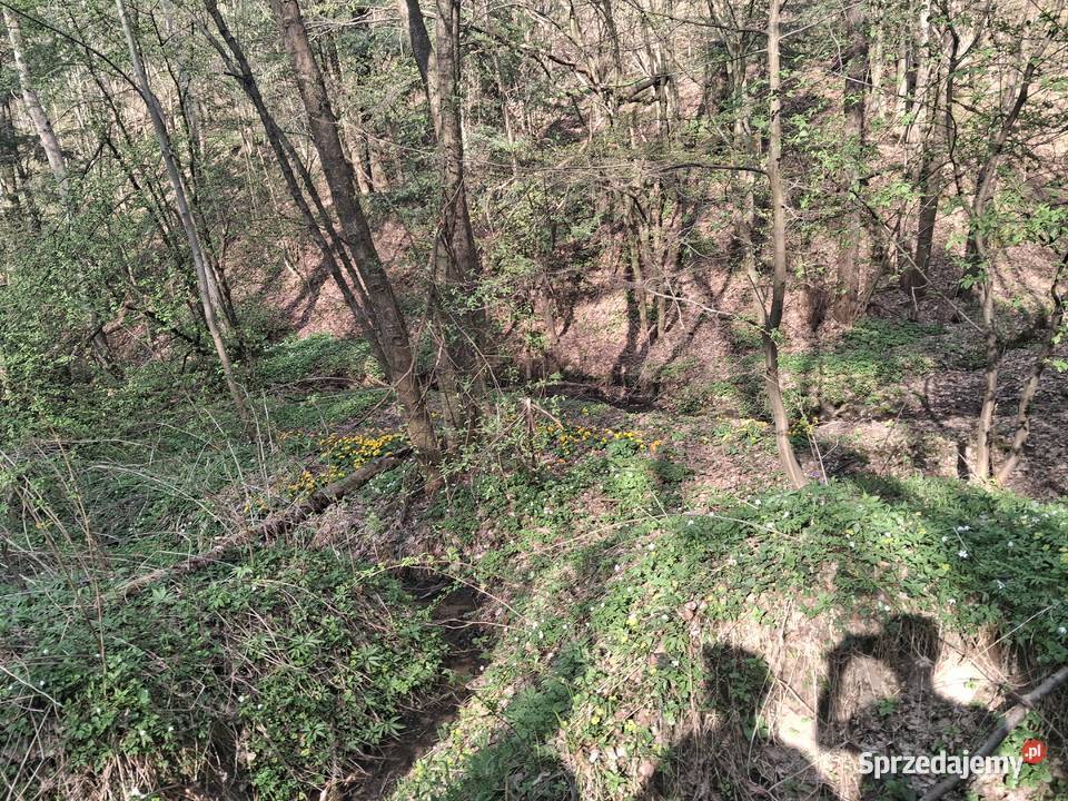 Lipnica Dolna urokliwy młody las 19700m2 sprzedam