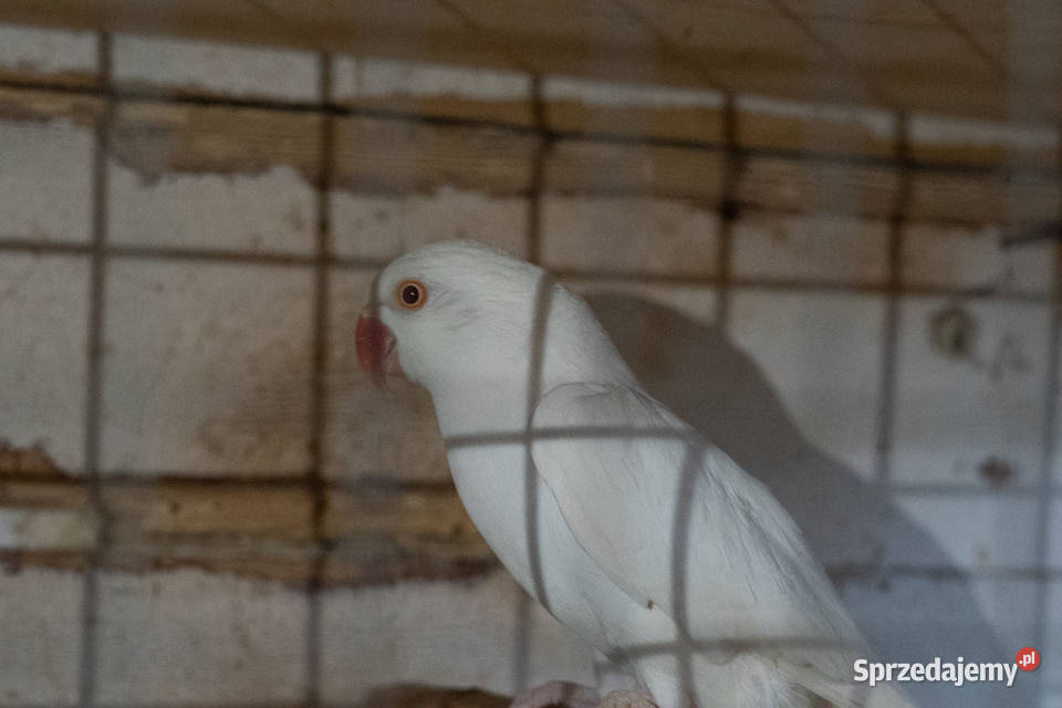Aleksandretty Albinosy podkarpackie Chmielnik