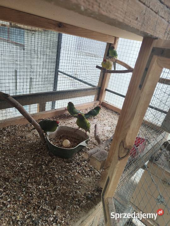 Sprzedam papugi modrolotki Drobin