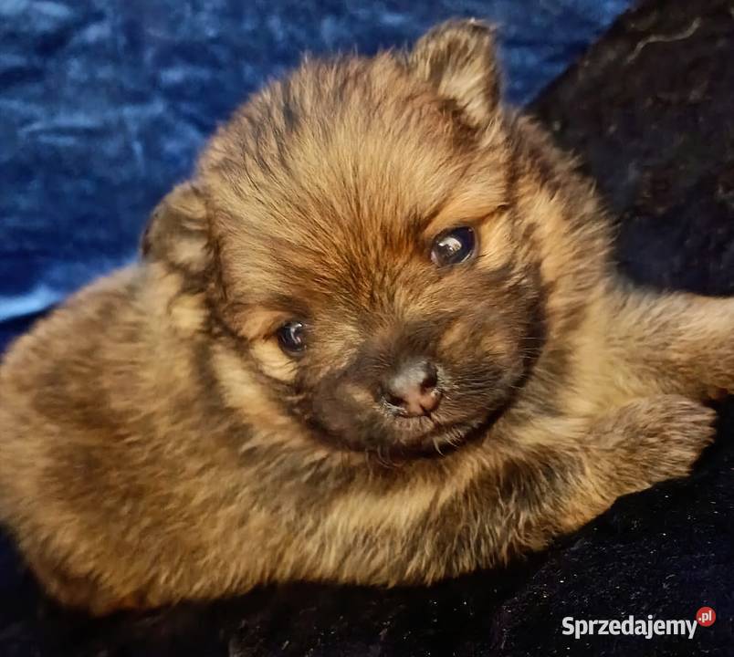 Suczka POMERANIAN szpic miniaturowy ZKwP FCI mazowieckie sprzedam