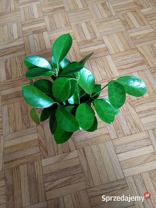 Hoya australis gęsta sadzonka śląskie Częstochowa