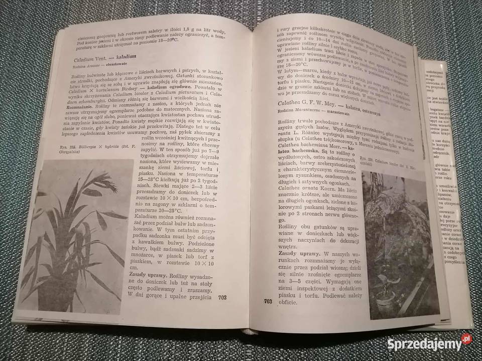 Uprawa Roślin Ozdobnych dolnośląskie Wałbrzych sprzedam