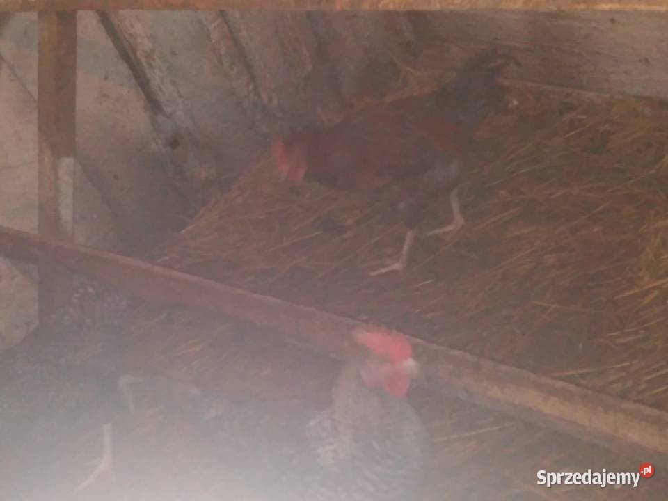 Koguty Brzeźno Szlacheckie