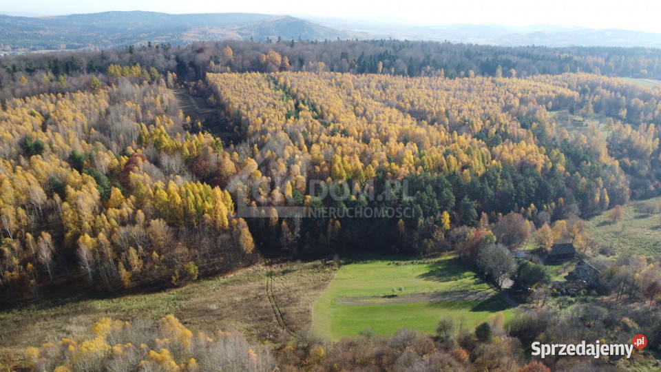 Działka na sprzedaż Cisów Sprzedaż
