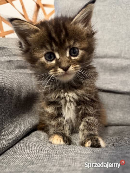 Maine coon kocięta Maine Coon Starogard Gdański