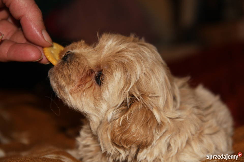 Maltipoo maltanczyk pudel toy piesek