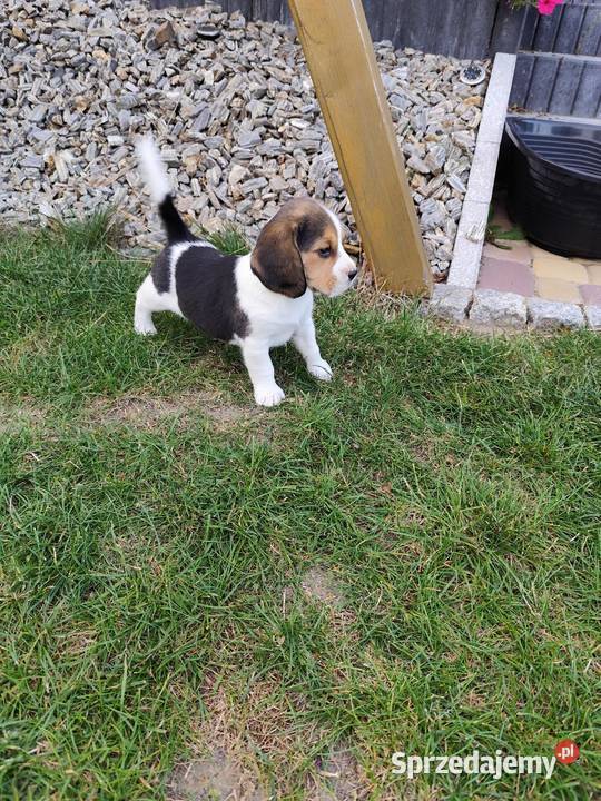 Śliczne Beagle metryka czip wyprawka Poddębice