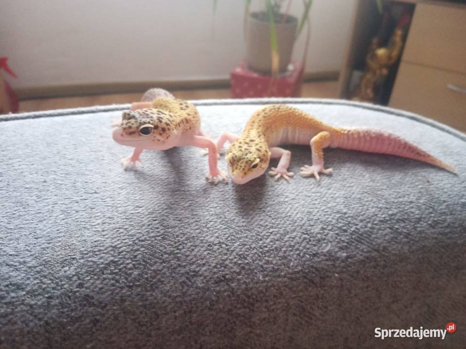 Sprzedam terrarium z gekonami dolnośląskie Szczytna