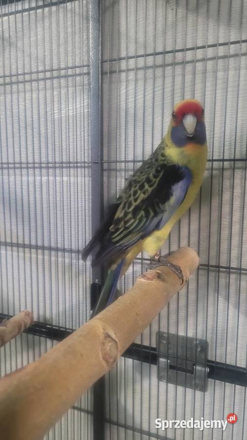 Papugi rozelle kaledońskie małopolskie Wieliczka sprzedam