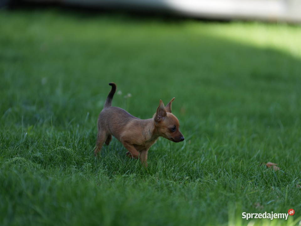 Pinczer miniaturowy XXS piesek ratlerek sarenka Myszyniec