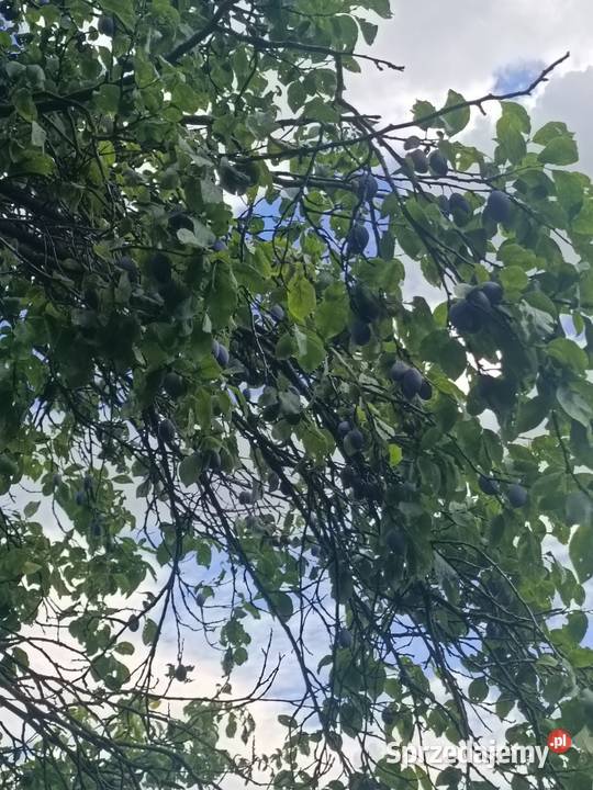 Śliwka wegierka Smoleń sprzedam