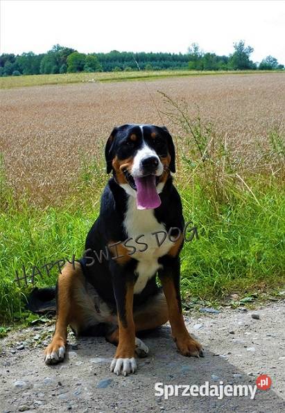 Piękne szczeniaki Duży Szwajcarski Pies Częstochowa