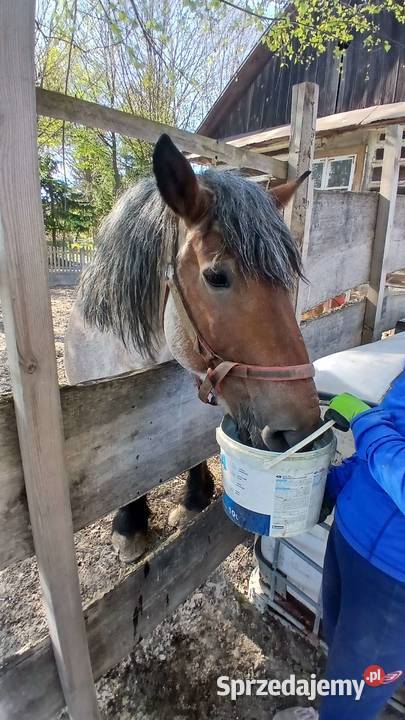 Koń zimnokrwisty Żółkiewka-Osada