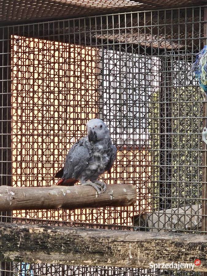 Żako kongijskie samczyk Bydgoszcz