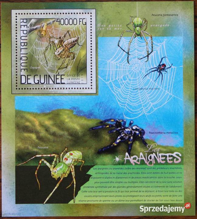 Gwinea blok pająki Oborniki
