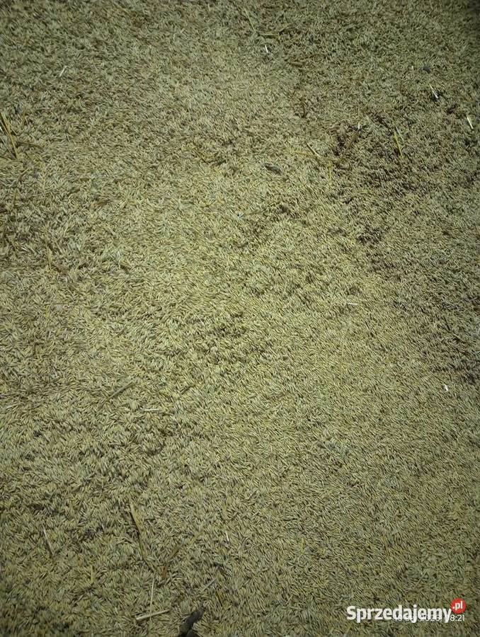 Owies Poker Chrzanów sprzedam