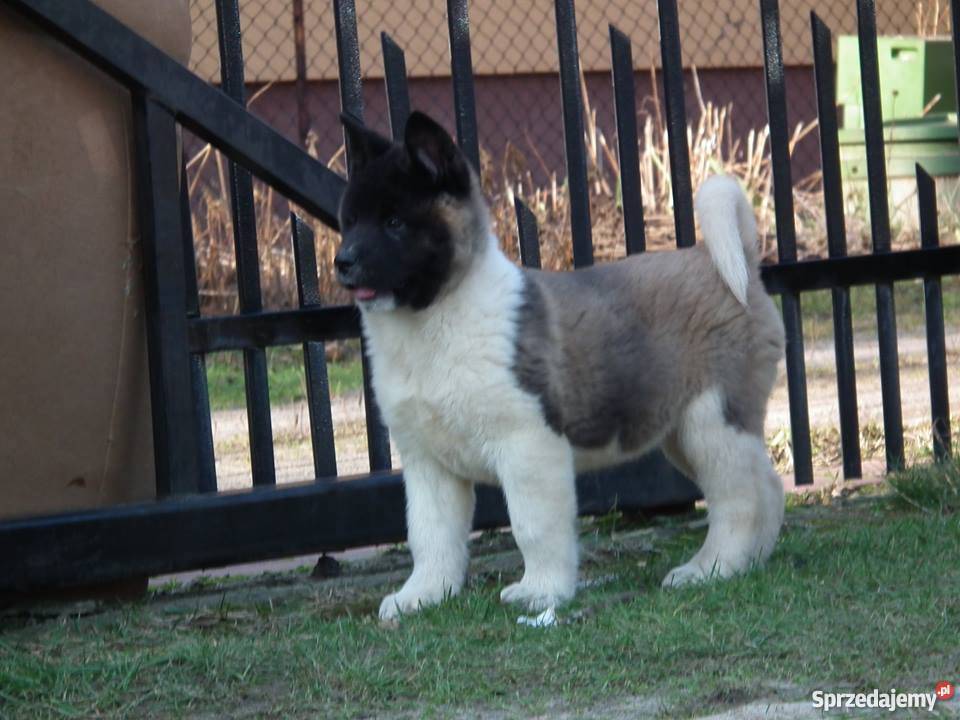 akita amerykańska Płońsk