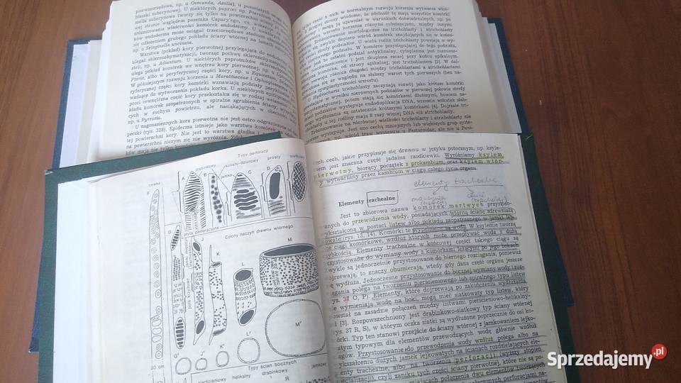 Anatomia i histogeneza roślin naczyniowych 12 Rok wydania 1985