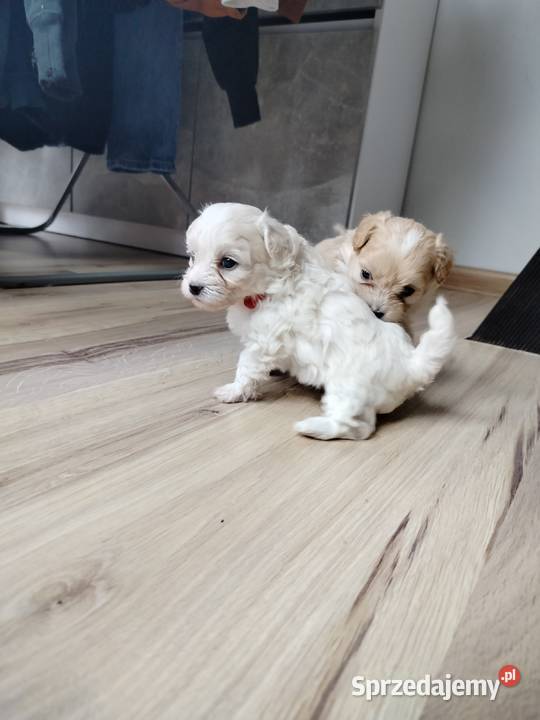 Maltipoo F1 xs Chojnice
