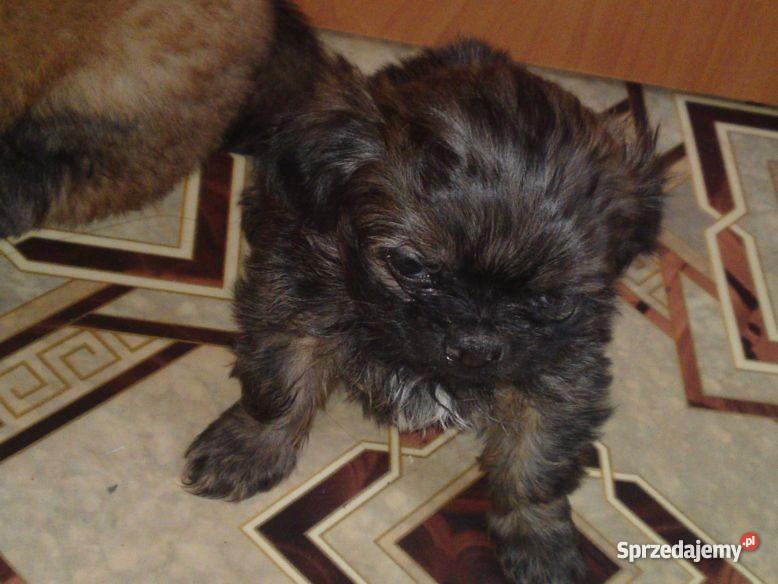 PIEKNE SZCZENIAKI PEKINCZYK MINIATURKA