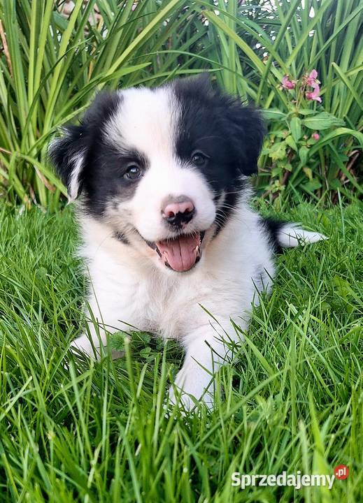 Border collie piesek do odbioru Jabłonka